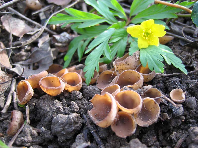 Dumontinia tuberosa